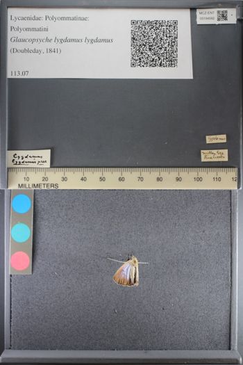 Media type: image;   Entomology 194582